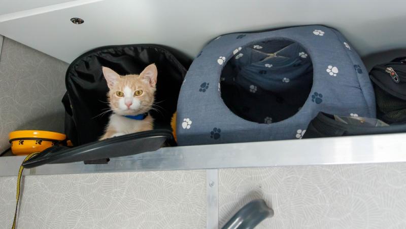 Ce sumă au fost nevoiți să plătească stăpânii unei pisici pentru că a mieunat în tren. Călătoria a fost destul de costisitoare