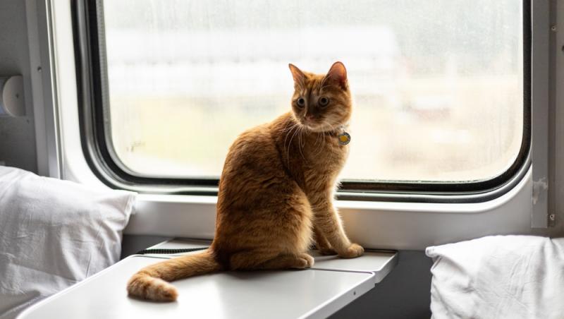Ce sumă au fost nevoiți să plătească stăpânii unei pisici pentru că a mieunat în tren. Călătoria a fost destul de costisitoare