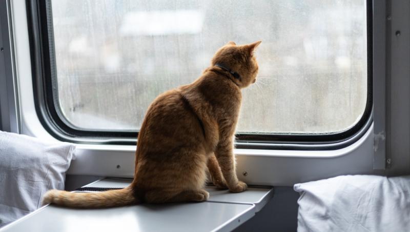 Ce sumă au fost nevoiți să plătească stăpânii unei pisici pentru că a mieunat în tren. Călătoria a fost destul de costisitoare