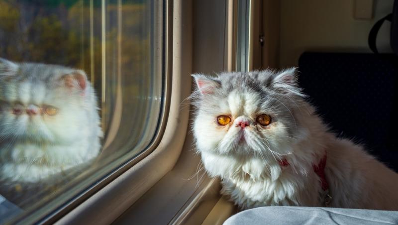 Ce sumă au fost nevoiți să plătească stăpânii unei pisici pentru că a mieunat în tren. Călătoria a fost destul de costisitoare