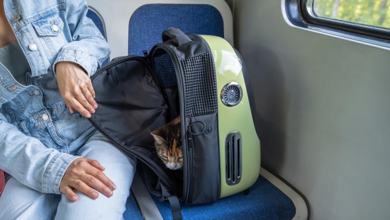 Ce sumă au fost nevoiți să plătească stăpânii unei pisici pentru că a mieunat în tren. Călătoria a fost destul de costisitoare