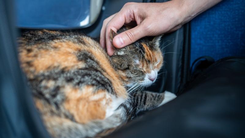 Ce sumă au fost nevoiți să plătească stăpânii unei pisici pentru că a mieunat în tren. Călătoria a fost destul de costisitoare