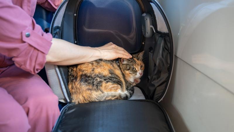 Ce sumă au fost nevoiți să plătească stăpânii unei pisici pentru că a mieunat în tren. Călătoria a fost destul de costisitoare