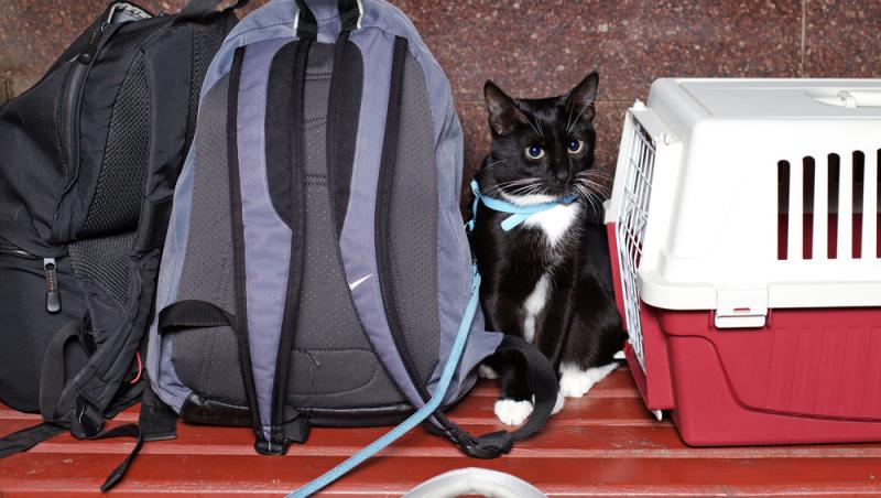 Ce sumă au fost nevoiți să plătească stăpânii unei pisici pentru că a mieunat în tren. Călătoria a fost destul de costisitoare