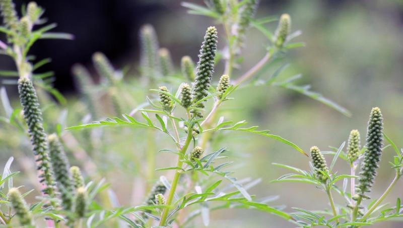 Contaminarea cu polen de ambrozie a atins cote alarmante în toată România. În ce interval ar trebui să nu ieșim din casă