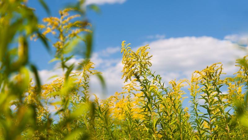 Contaminarea cu polen de ambrozie a atins cote alarmante în toată România. În ce interval ar trebui să nu ieșim din casă