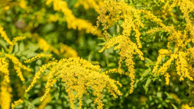 Contaminarea cu polen de ambrozie a atins cote alarmante în toată România. În ce interval ar trebui să nu ieșim din casă