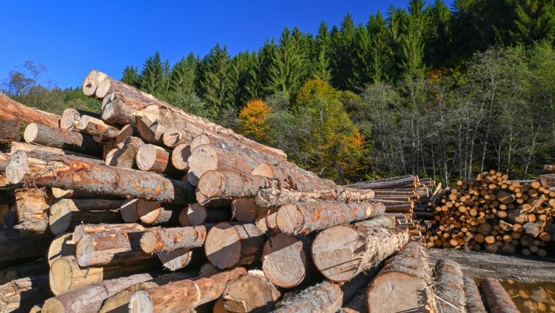 Cât costă un metru cub de lemne pentru foc în 2025. Creșterea TVA-ului se resimte puternic