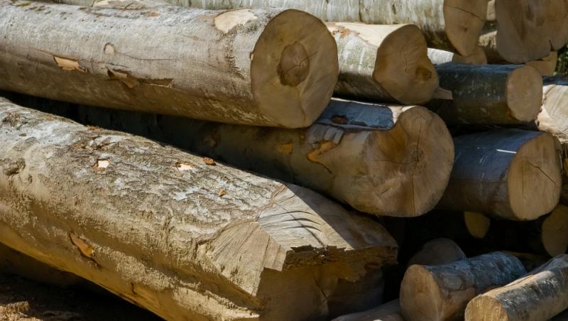 Cât costă un metru cub de lemne pentru foc în 2025. Creșterea TVA-ului se resimte puternic