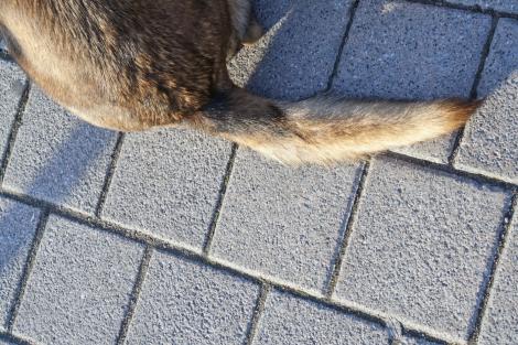 Iluzie optică virală! Găsește cățelul ascuns din imagine. Doar cei cu ochi ageri descoperă unde este animalul, de fapt