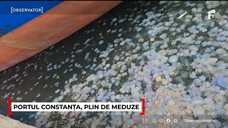 Invazie de meduze repetată în Portul Constanța. Ce se întâmplă cu viețuitoarele și de ce au apărut iar