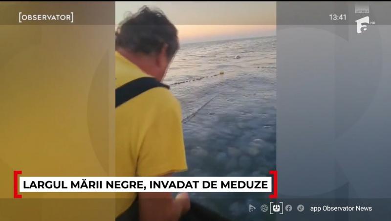Invazie de meduze repetată în Portul Constanța. Ce se întâmplă cu viețuitoarele și de ce au apărut iar