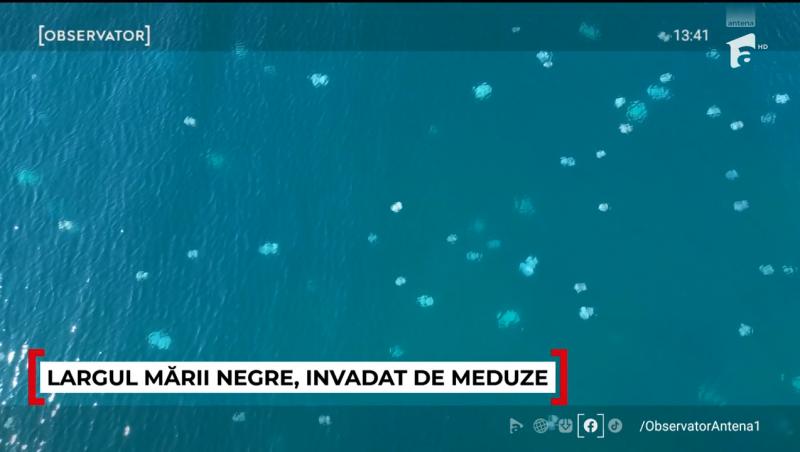 Invazie de meduze repetată în Portul Constanța. Ce se întâmplă cu viețuitoarele și de ce au apărut iar