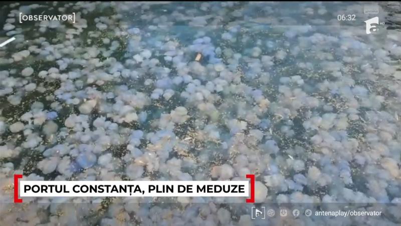 Invazie de meduze repetată în Portul Constanța. Ce se întâmplă cu viețuitoarele și de ce au apărut iar
