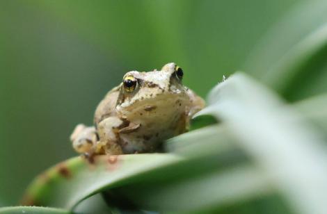Iluzie optică virală! Găsește broasca din imagine. Doar cei cu privire ageră reușesc să vadă unde este, de fapt