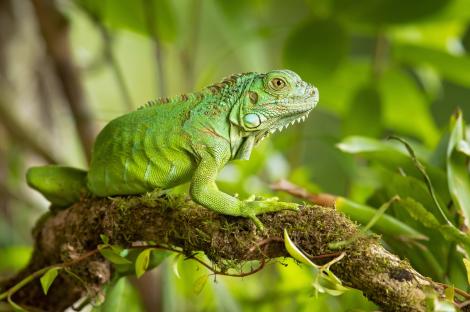 „Unul dintre cele mai rare evenimente naturale” a uimit experții. Cum a reușit o reptilă iguana să facă pui