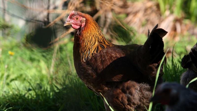 O imagine cu o găină