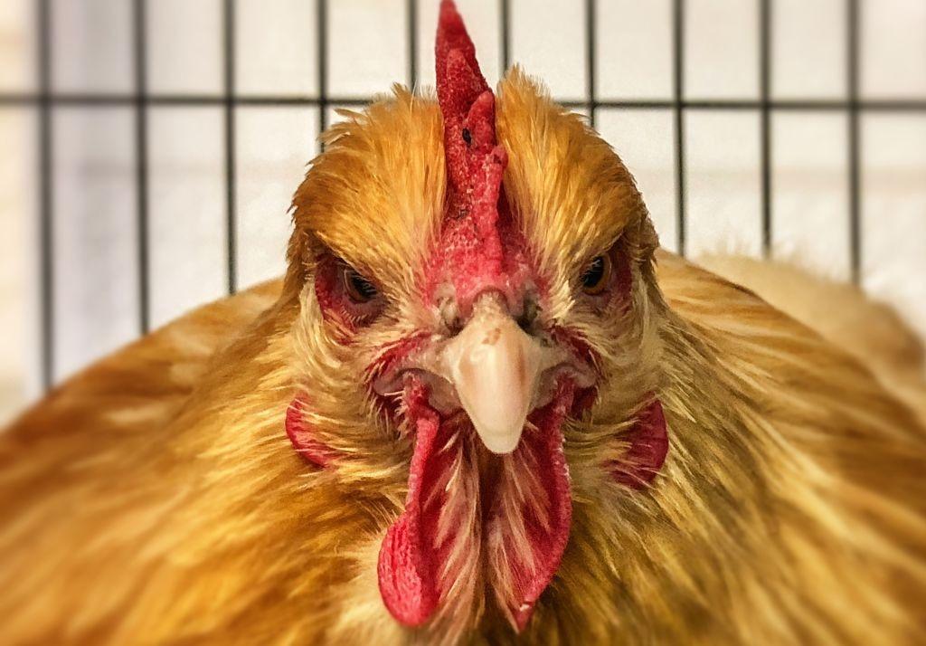 O imagine cu o găină