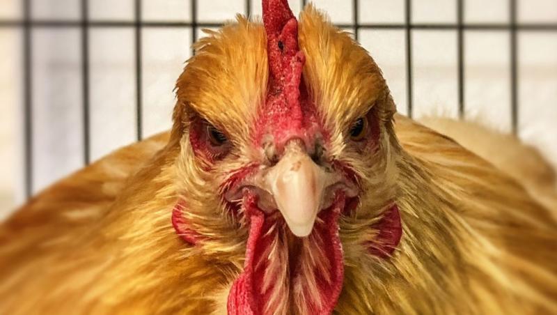 O imagine cu o găină