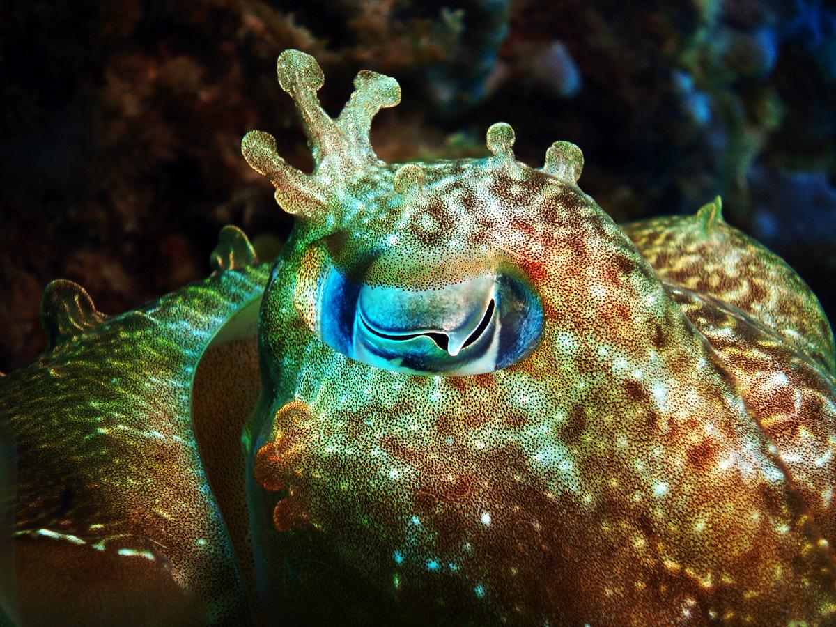 Animalul care a trecut de un test cognitiv creat pentru copii. Ce viețuitoare impresionează cu abilitățile ei