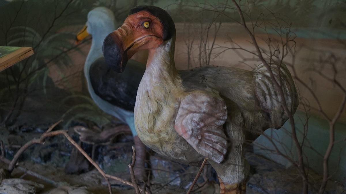 Pasărea dodo ar putea fi „înviată” până în 2030. Cum ar reveni înapoi pe Pământ specia dispărută