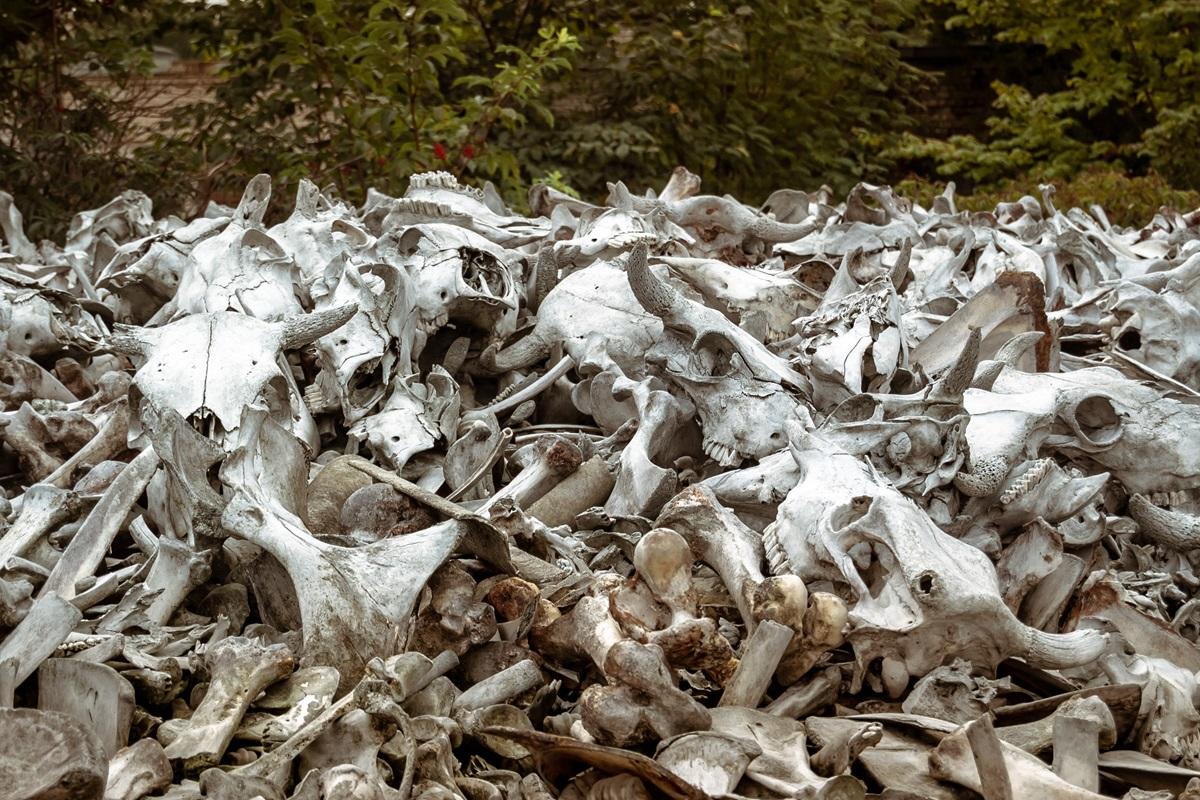 Pământul e în pericol de extincție în masă, avertizează experții. Fenomenul care ar distruge viața pe planetă