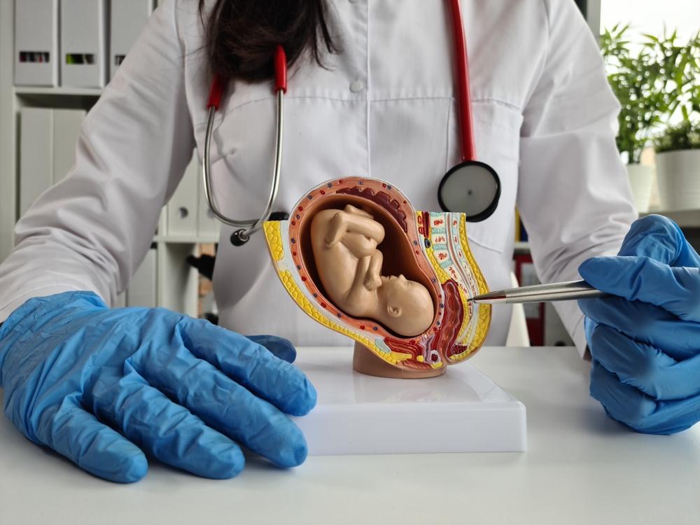 Ce este placenta și de ce este esențială pentru dezvoltarea bebelușului