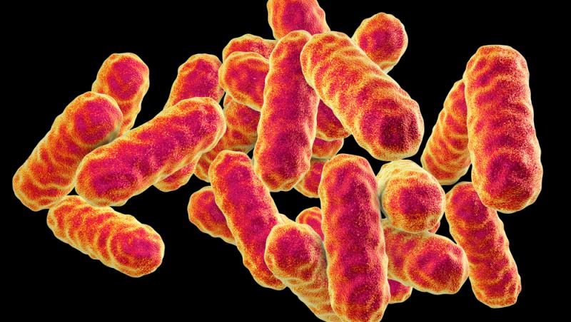 Ce este bacteria Serratia Marcescens, responsabilă de tragediile de la Spitalul de Copii „Sfânta Maria” din Iași