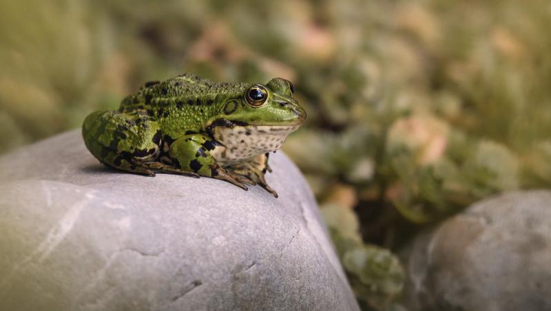 imaigne cu o broasca verde