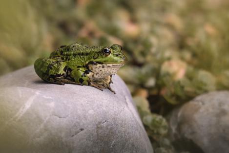 Găsește broasca din imagine. Doar câțiva români, cei care au privire de lunetist, pot găsi vietatea