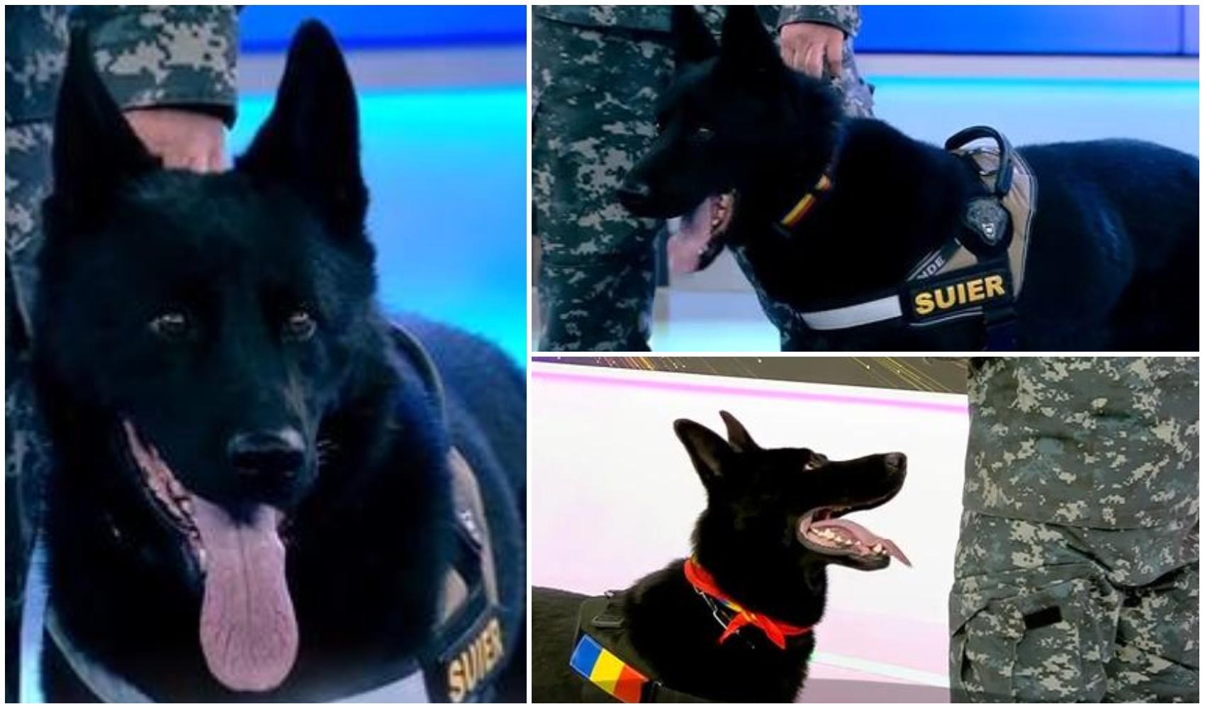 colaj foto cu cainele șuier