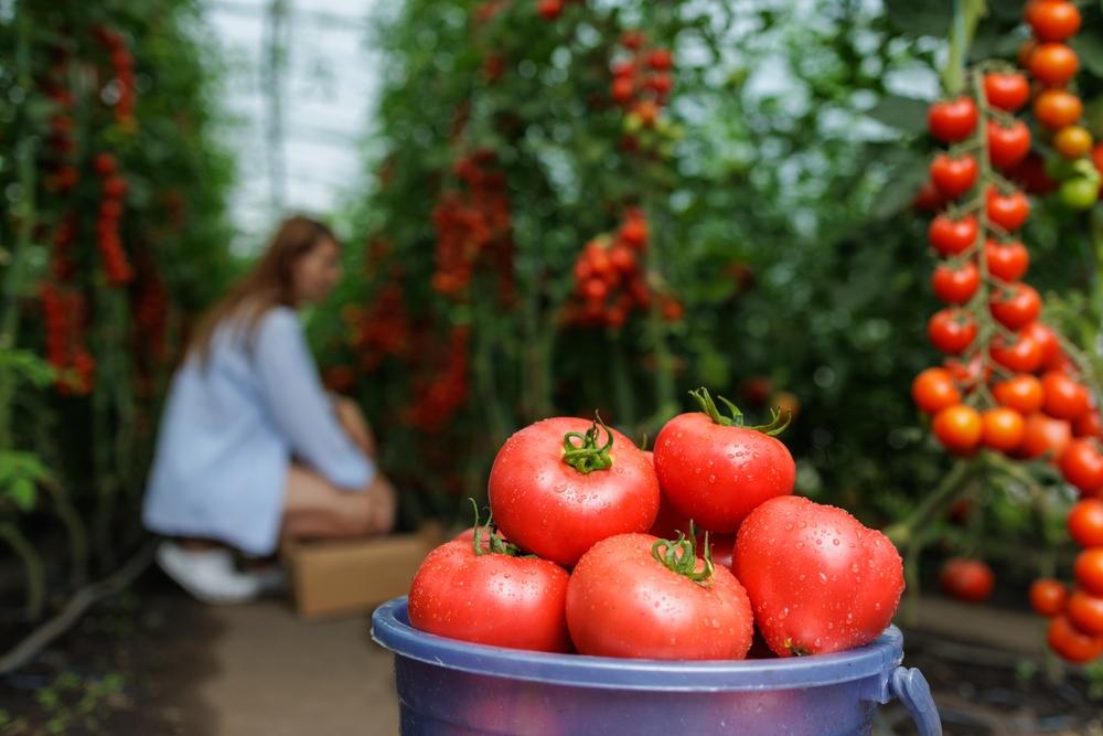 Prețul primelor roșii rom&acirc;nești din piețe &icirc;i iau prin surprindere pe cumpărători. Cu ce preț se vinde un kilogram anul acesta