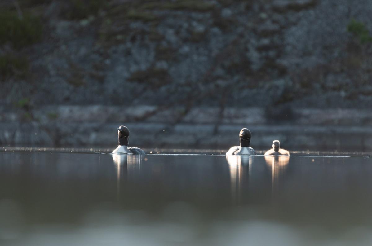 Apariție inedită pe un lac din București. Ce animale polare au ajuns &icirc;n capitală