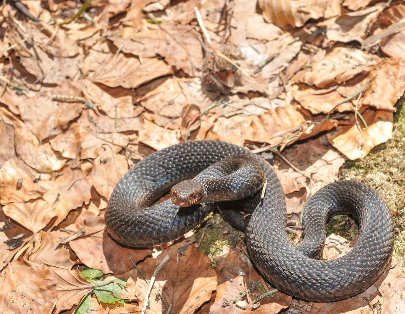 imagine cu sarpe in frunze