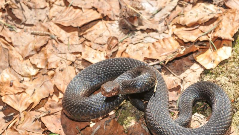 imagine cu sarpe in frunze