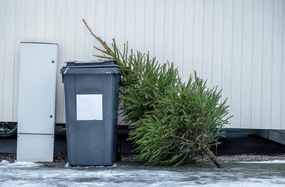 brad natural aruncat lângă un tomberon de gunoi