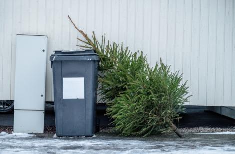 Unde poți arunca bradul natural după ce l-ai despodobit. Amenzi uriașe pentru cei care nu respectă regulile