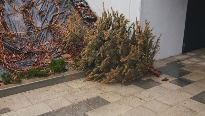 Unde poți arunca bradul natural după ce l-ai despodobit. Amenzi uriașe pentru cei care nu respectă regulile
