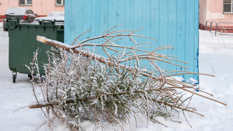 Unde poți arunca bradul natural după ce l-ai despodobit. Amenzi uriașe pentru cei care nu respectă regulile