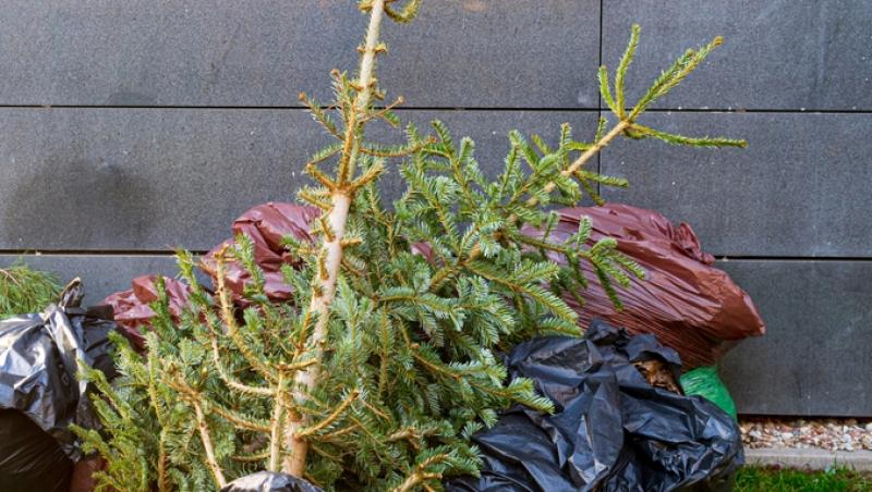 Unde poți arunca bradul natural după ce l-ai despodobit. Amenzi uriașe pentru cei care nu respectă regulile