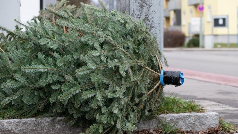 Unde poți arunca bradul natural după ce l-ai despodobit. Amenzi uriașe pentru cei care nu respectă regulile