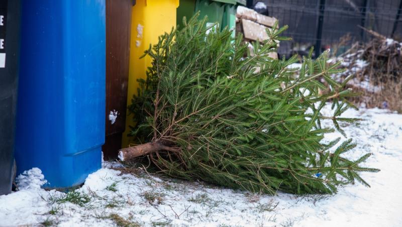Unde poți arunca bradul natural după ce l-ai despodobit. Amenzi uriașe pentru cei care nu respectă regulile