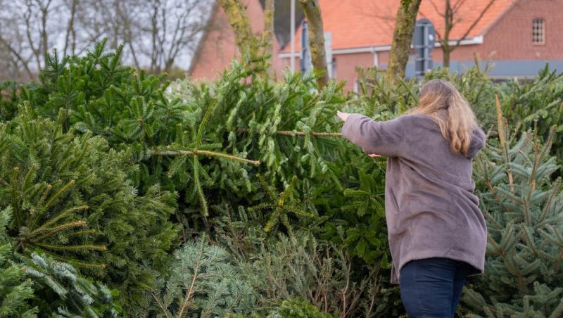 Unde poți arunca bradul natural după ce l-ai despodobit. Amenzi uriașe pentru cei care nu respectă regulile