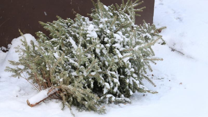 Unde poți arunca bradul natural după ce l-ai despodobit. Amenzi uriașe pentru cei care nu respectă regulile