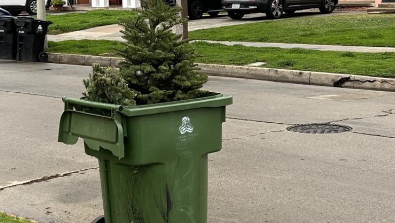 Unde poți arunca bradul natural după ce l-ai despodobit. Amenzi uriașe pentru cei care nu respectă regulile