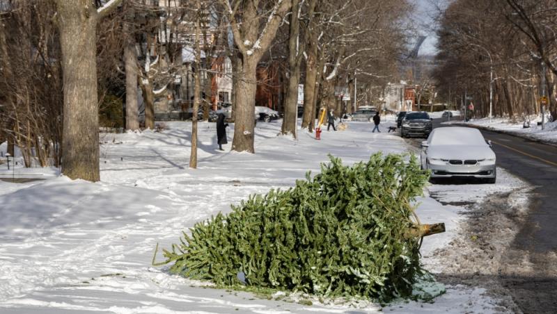 Unde poți arunca bradul natural după ce l-ai despodobit. Amenzi uriașe pentru cei care nu respectă regulile