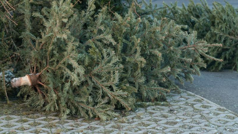 Unde poți arunca bradul natural după ce l-ai despodobit. Amenzi uriașe pentru cei care nu respectă regulile