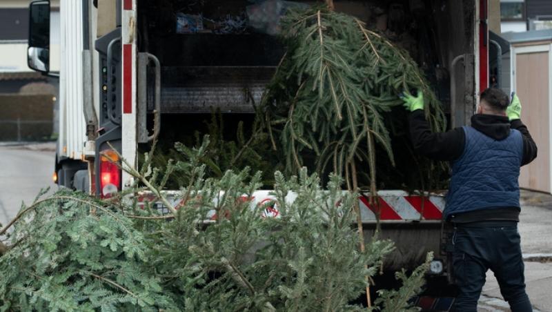 Unde poți arunca bradul natural după ce l-ai despodobit. Amenzi uriașe pentru cei care nu respectă regulile