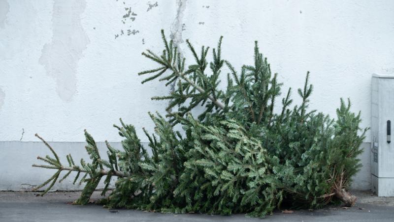 Unde poți arunca bradul natural după ce l-ai despodobit. Amenzi uriașe pentru cei care nu respectă regulile