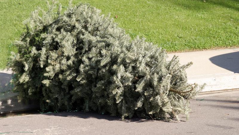Unde poți arunca bradul natural după ce l-ai despodobit. Amenzi uriașe pentru cei care nu respectă regulile